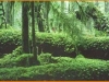 o_selva trpical barramedacom