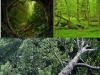 perdia-de-biodiversidad-bosues-y-suelos