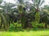 plantaciones-para-extraccion-de-aceite-de-palma-en-bosques-sobre-turberas-fuente-global-change-intersection-of-nature-and-culture