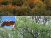 quercus-humilis-prepirineo