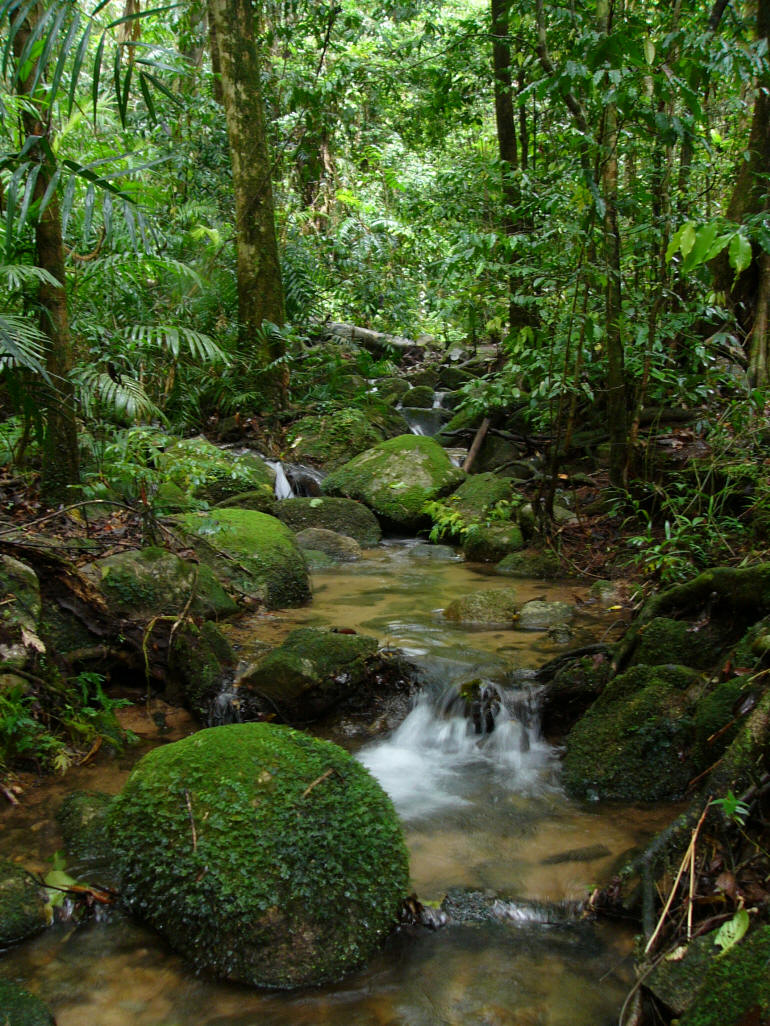 bosque-amazonico. Fuente: Blog rainforest-impact-lab
