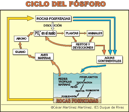ciclo-del-fósforo. Grafico-de-Cesar-Martínez-Martínez