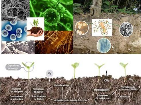 comunidades-microbianas-de-los-suelos