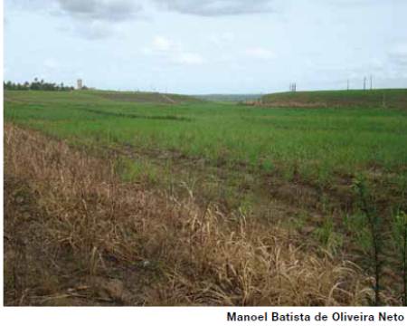 plitosoles-cultivo-de-cana-de-azucar-ne-brasil-topografia-suavemente-ondulada-calendario-esb_0