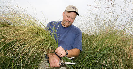 sssa-journal-switchgrass-feature-biofuel