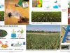 Sensores-sers-agricultura