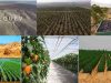 Viticultura-en-los-desiertos