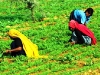 agricultura-orgánica-en-la-india-fuente-proquest