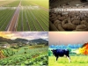 agriculturas-industrial-ecologica