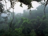Bosque amazónico, Fuente amazonian-scientificfronline