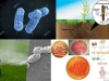 biopesticidas-y-rizosfera