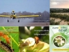 control-biologico-vs-pesticidas