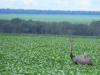 fosforo-produccion-de-soja-en-brasil