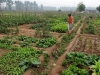 la-agricultura-ecologica-gana-terreno-en-china-fuente-the-malayisan-insider