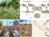 mibrobioma-suelo-cobertera