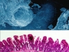 microbioma-intestnal-rizosfera
