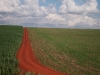 oxisol-fertilizacon-y-lucha-plagas-red-soil