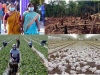 pandemia-y-agricultura-intensiva