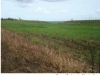 plitosoles-cultivo-de-cana-de-azucar-ne-brasil-topografia-suavemente-ondulada-calendario-esb