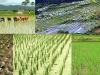 sistema-intensivo-del-cultivo-de-arroz-sri