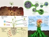 vacunas-del-suelo-y-bioefectores