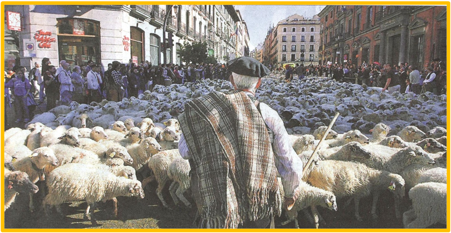 Pastores y ovejas en las calles de Madrid
