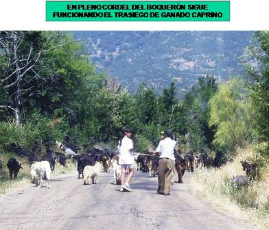 Una prueba actual de su uso ganadero