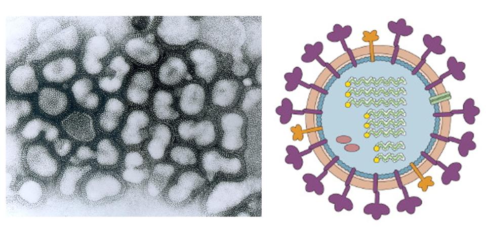 La gripe y sus virus (I) - Virus emergentes y cambio global