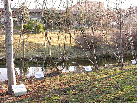 Bosque de ribera junto a lámina de agua, vista invernal
