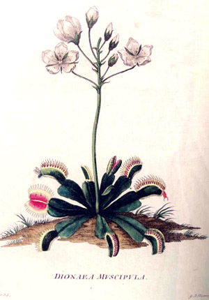 Lmina de la obra: De Dionaea Miocifula. Iohann Ellin. Museo Nacional de Ciencias Naturales