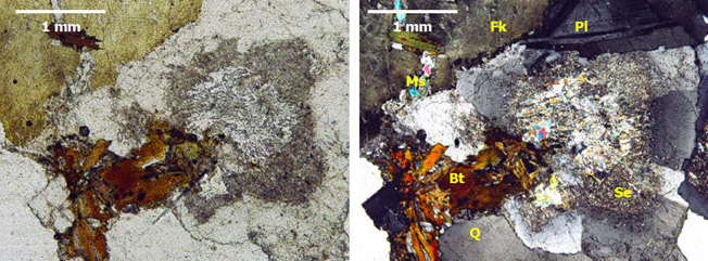 Aspecto de los leucogranitos al microscopio petrogrfico (ncoles paralelos-imagen izquierda y ncoles cruzados-imagen derecha). Bt-biotita (bajo contenido), Q-cuarzo, Pl-plagioclasa frecuentemente alterada a sericita (Se), Fk-feldespato potsico y Ms-moscovita. Hay muchos minerales claros (feldespatos y cuarzo)
