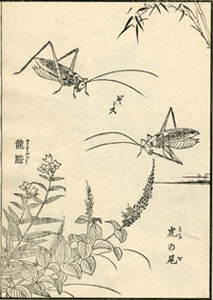 TAKIZAWA, Kiyoshi. Senrydo gafu. Kusa, hana, mushi no bu. Libro. J-C/16. 22,5x15 cm. Biblioteca Bellas Artes.