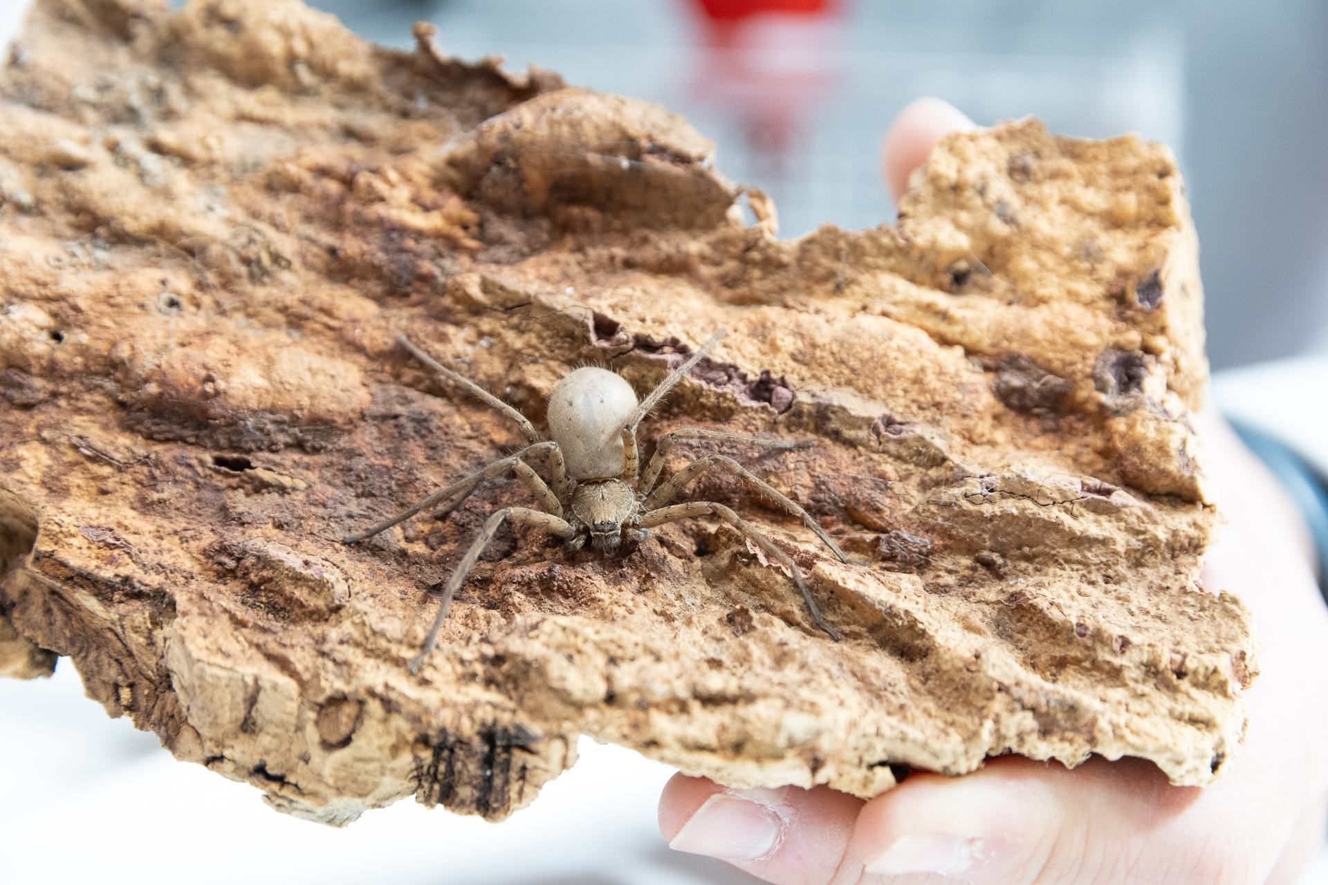 Galería imágenes centros de investigación Feria Madrid es Ciencia