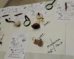 Instituto de Ciencias Agrarias, CSIC