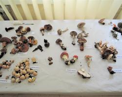 Instituto de Ciencias Agrarias, CSIC