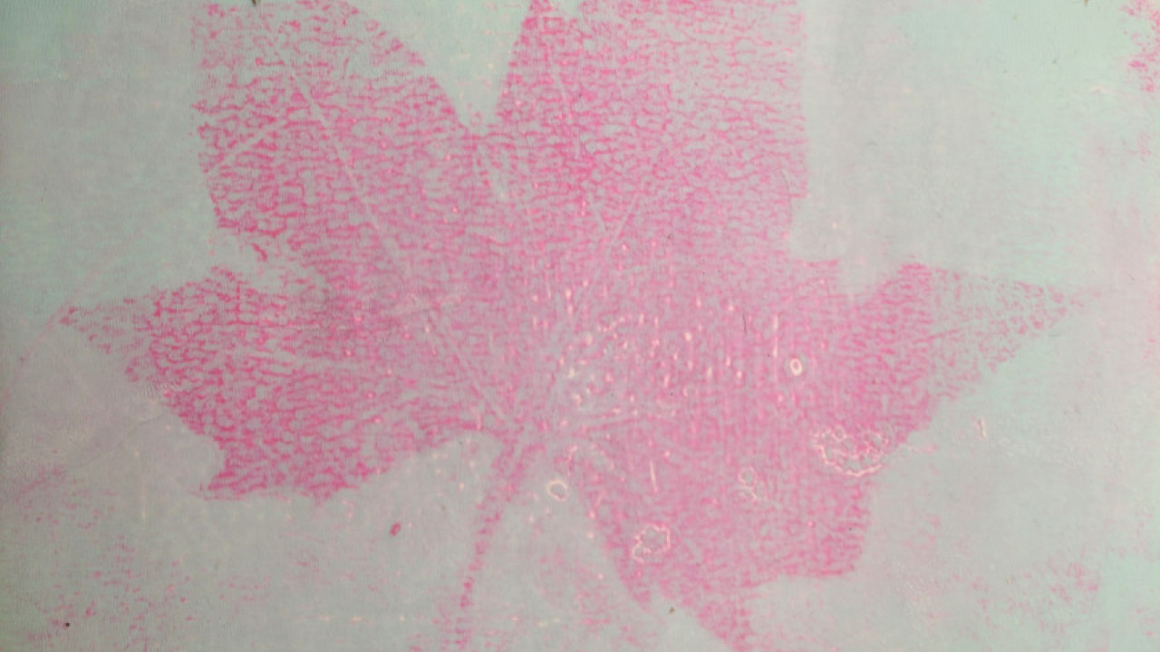 Proceso estampación con gelatina de hojas