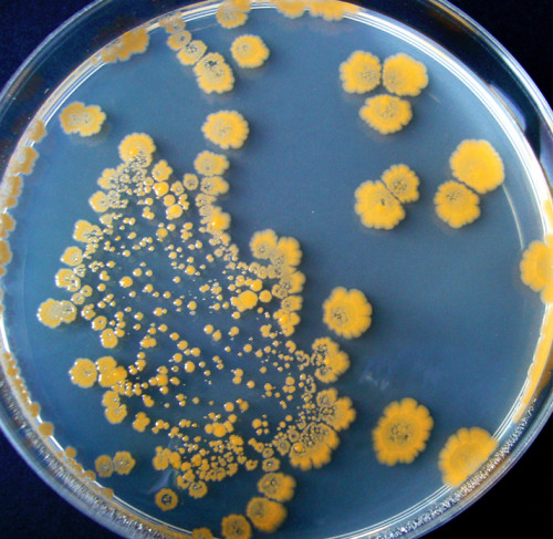 Placa Petri con colonias de bacterias