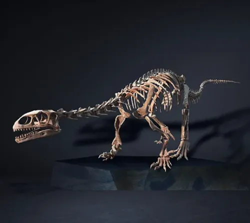 Leonerasaurus, Jurassic