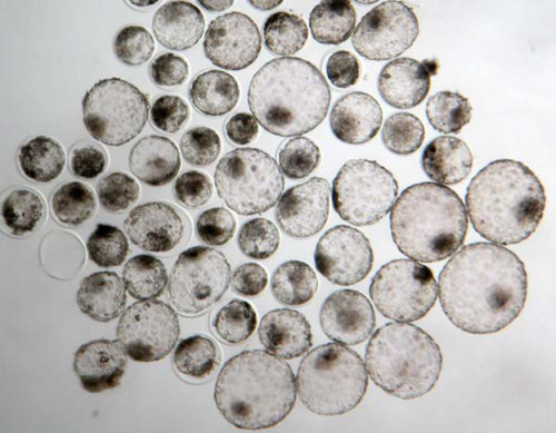 Imagen de ovocitos