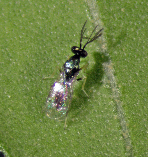 Imágen de una hoja parasitada por un insecto