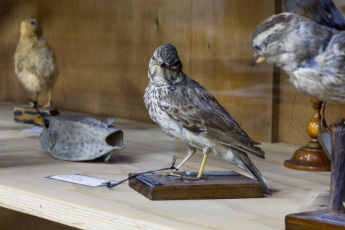 Colección IES Cervantes. Detalle.