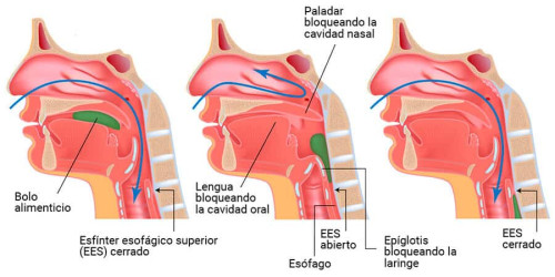 Fases de la deglución 