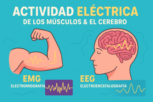 El cerebro y los músculos