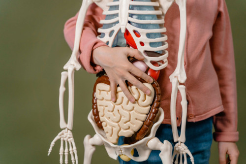 Niño sujetando un maniquí de prácticas de anatomía