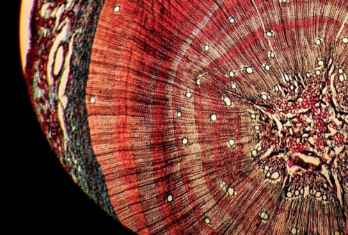 Tallo pinus lignificado
