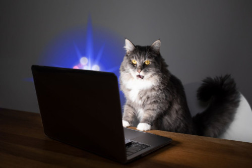Un gato mira impresionado cómo sale una luz cuántica de un pc portátil