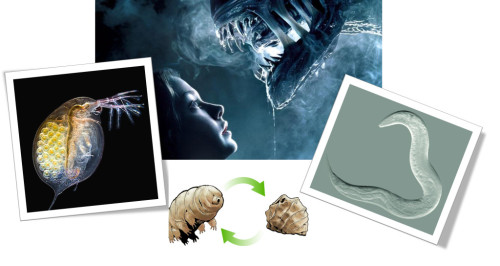 Algunos elementos animales configurando a Alien