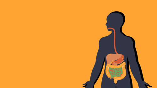 Dibujo aparato digestivo