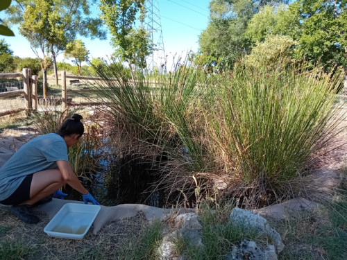 Muestreo en charca de Arco Verde del parque de Polvoranca
