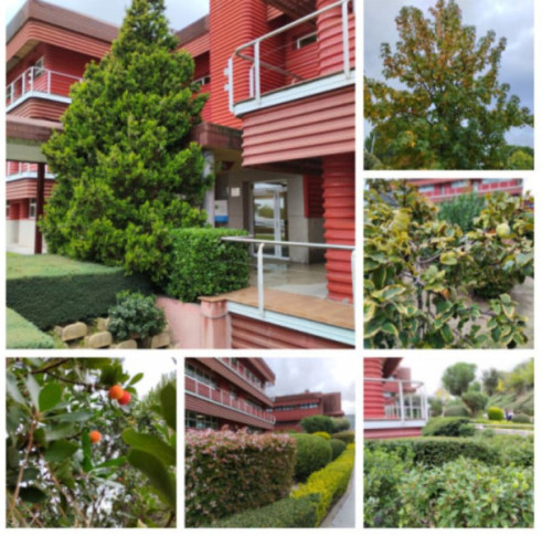 Descubriendo las plantas de Montepríncipe